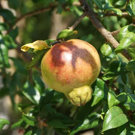 Lemoni 1, Andriani Adriani (Messenia)